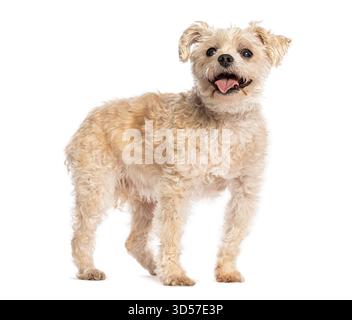 Adorable petit chien de race mixte debout avec la bouche ouverte, haletant, isolé sur fond blanc Banque D'Images