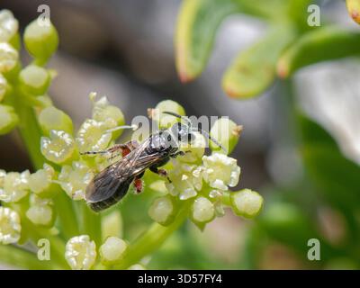 Guêpe tueuse de coléoptères (Tiphia femorata) nectaring femelle sur fleurs de samphire rocheux (Crithmum maritumum) parmi les dunes de sable côtières, Kenfig NNR, Glamorgan, Banque D'Images