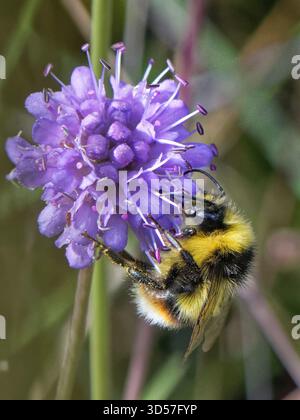 Bourdon à ceinture brisée (Bombus soroeensis) mâle nectaring sur un scabious de Devil's bit (Succisa pratensis) sur prairie, Salisbury Plain, Wiltshire, Royaume-Uni. Banque D'Images