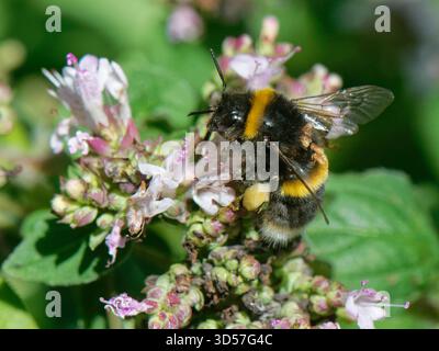 Bourdon à queue polie (Bombus terrestris) avec plusieurs acariens phorétiques (Parasitellus fucorum) attachés à la marjolaine sauvage (Origanum vulgare). Banque D'Images