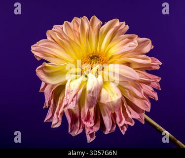 Fleur de Dahlia rose et jaune vibrante sur fond violet profond Banque D'Images