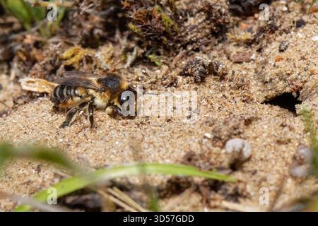Abeille faucheuse côtière (Megachile maritima) creusant un terrier de nid dans les dunes de sable côtières, Kenfig NNR, pays de Galles, Royaume-Uni, juillet. Banque D'Images