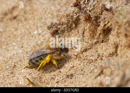 Femelle d'abeille minière précoce / vernelle (Colletes cunicularius) approchant son terrier de nid dans une dune de sable côtière avec une charge de pollen, Merthyr Mawr NNR, pays de Galles, Royaume-Uni Banque D'Images