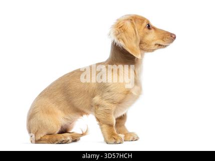 Chiot miniature mignon Teckel assis et regardant sur le côté Banque D'Images