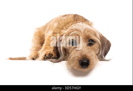 Adorable chiot teckel à poil de fil reposant sa tête sur une surface blanche, isolé sur fond blanc Banque D'Images