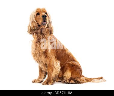 Plan studio d'un beau chien, épaniel cocker pur, posant isolé sur fond blanc Banque D'Images