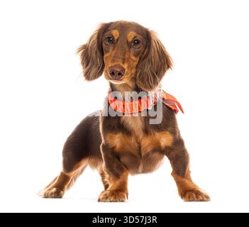 Adorable chiot de teckel à poil long portant un collier orange et une laisse, debout avec confiance sur un fond blanc Banque D'Images