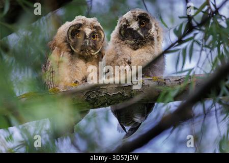 Chouette barrée perchée haut sur une branche dans la forêt en Russie Banque D'Images