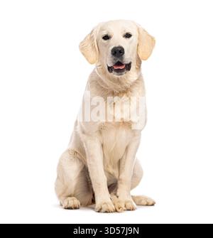 Jeune Golden retriever assis et haletant sur fond blanc, regardant vers l'avant Banque D'Images