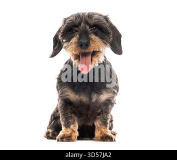 Plan studio d'un teckel aux cheveux de fil assis et haletant sur un fond blanc Banque D'Images