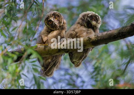 Chouette barrée perchée haut sur une branche dans la forêt en Russie Banque D'Images