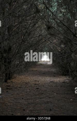 Dark Forest Tunnel with Barren Branches Leading to Light Banque D'Images