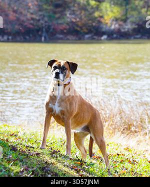 Chien boxeur couleur Carmel dans le parc Banque D'Images