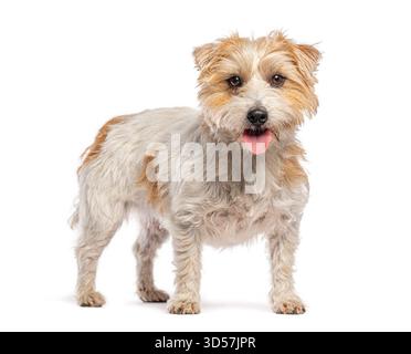 Plan studio d'un Jack russell terrier haletant, isolé sur fond blanc Banque D'Images