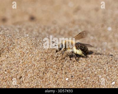 Femelle d'abeille minière de sable (Andrena barbilabris), chargée de pollen, atterrissant près de son terrier caché dans une dune de sable côtière, Kenfig NNR, pays de Galles, Royaume-Uni. Banque D'Images