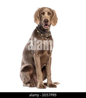 Chien Weimaraner assis et haletant, portant un collier, isolé sur un fond blanc Banque D'Images