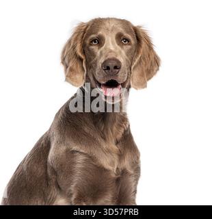 Photo studio de beau chien weimaraner assis et haletant sur fond blanc Banque D'Images