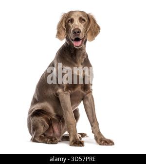 Chien Weimaraner assis et haletant, isolé sur fond blanc Banque D'Images