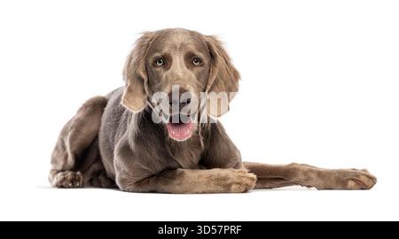 Photo studio du beau chien weimaraner allongé, haletant et regardant la caméra, isolé sur fond blanc Banque D'Images
