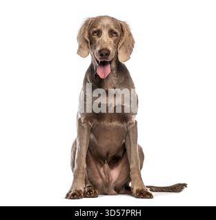 Photo studio d'un magnifique chiot weimaraner assis et haletant sur fond blanc Banque D'Images