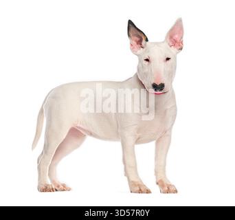 Adorable chiot blanc Bull terrier debout et regardant vers l'avant sur un fond blanc sans couture Banque D'Images