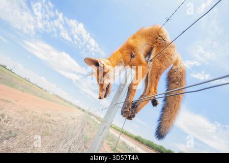 Vue latérale rapprochée d'un renard roux (Vulpes vulpes) abattu et suspendu à une clôture dans une ferme, en Australie Banque D'Images
