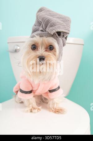 Portrait d'un chien yorkie en tasse de thé mignon dans une robe de chambre rose avec une serviette sur sa tête assise sur un siège de toilette Banque D'Images
