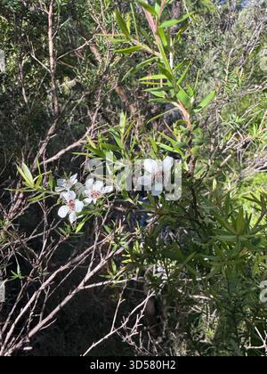 Fleurs de manuka, également connu sous le nom de Leptospermum Scoparium, poussant à l'état sauvage dans Tawharanui Open Sanctuary, Matakana, Auckland, NZ Banque D'Images