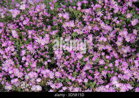 Rosée pâle (Drosanthemum floribundum) descendant en cascade une clôture en fil de fer dans un jardin d'Australie méridionale. Banque D'Images