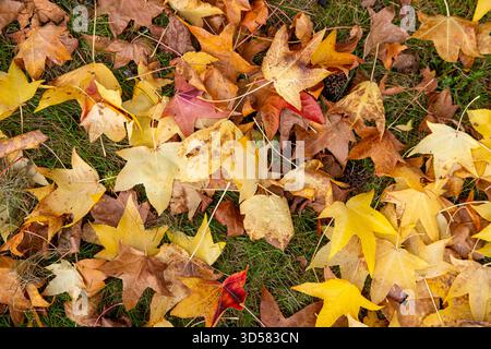 Une vue de haut en bas d'un tapis de feuilles d'automne, fond d'automne Banque D'Images