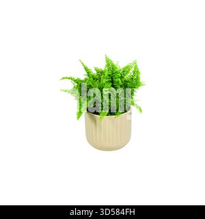 Peperomia, Nephrolepis, Chlorophytum, Asperges, Phlebodium, Aloe Vera, céramique, plantes en céramique, plantes vertes, plantes en pot, livestyle, scandi Banque D'Images