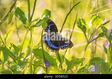 L'aubergine à bandes bleues Hypolimnas alimena, Raja Ampat Indonesia Banque D'Images