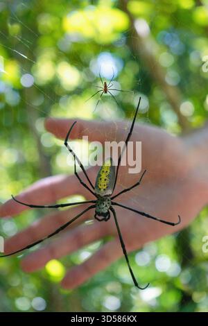 Araignée géante tropicale Nephila (araignée en toile orbe dorée) en comparaison avec la main humaine. La grosse araignée est une femelle, la petite au-dessus est un mâle. Banque D'Images