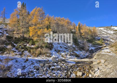 Mélèvres dorés se tiennent sur une pente de montagne enneigée avec un petit ruisseau qui coule. Banque D'Images