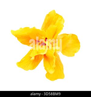 Magnifique Hibiscus double jaune et orange rosa-sinensis aka hibiscus chinois Banque D'Images