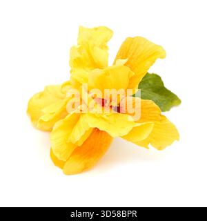 Magnifique Hibiscus double jaune et orange rosa-sinensis aka hibiscus chinois Banque D'Images