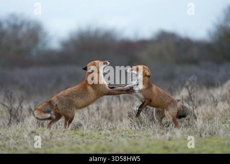 Renards rouges / Rotfuechse ( Vulpes vulpes ), deux adultes, en combat agressif, se battre, se menacer, mâchoires ouvertes, comportement territorial, faune, Europe. Banque D'Images