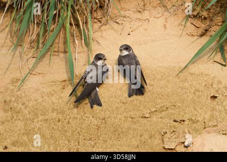 Martin / sable / Uferschwalben ('Hirondelles de rivage Riparia riparia), paire de, perché sur la pente d'une carrière de sable, à regarder, de la faune, de l'Europe. Banque D'Images