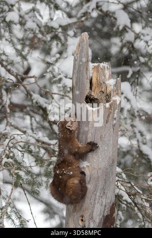 Pine Marten / Baummarder / Fichtenmarder ( Martes americana ) en hiver, neige, grimpant hors de ses tanières dans un vieil arbre creux brisé, Yellowstone NP, USA. Banque D'Images