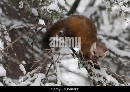 La martre d'Amérique / Baummarder / Fichtenmarder ( Martes americana ) en hiver, l'escalade dans un arbre de Conifères couverts de neige, région de Yellowstone, aux États-Unis. Banque D'Images