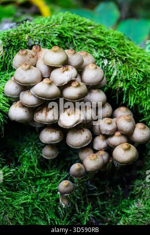 Mycena inclinata sur un tronc d'arbre mort dans la forêt les champignons poussent à l'intérieur d'un arbre Banque D'Images