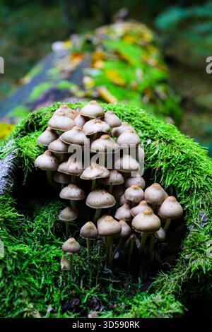 Mycena inclinata sur un tronc d'arbre mort dans la forêt les champignons poussent à l'intérieur d'un arbre Banque D'Images