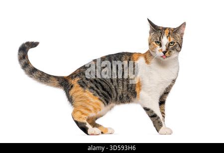 Chat calico ludique sortant de la langue sur fond blanc Banque D'Images