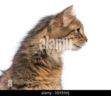 Profil d'un chat aveugle dans un oeil regardant du côté droit, isolé sur un fond blanc Banque D'Images