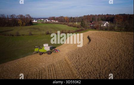 14.11.2025, Neukirchen an der Enknach, AUT, Unterwegs in Oberösterreich, Symbolbild, Themenbild, Verschiedene Themenbilder, mais, Ernte, Mähdrescher, im Bild Das Bild zeigt eine Vogelperspektive auf eine landwirtschaftliche Szene während der Maisernte. In der Mitte des Bildes ist eine Erntemaschine zu sehen, die durch ein Feld mit vertrockneten Maispflanzen fährt. Die Maschine ist mit einer großen Ladefläche ausgestattet, die zum Sammeln der Ernte dient. UM die Maschine herum sind die Reihen der Maispflanzen deutlich sichtbar, die Bereits geerntet wurden. Der Boden ist staubig, était darauf Hind Banque D'Images