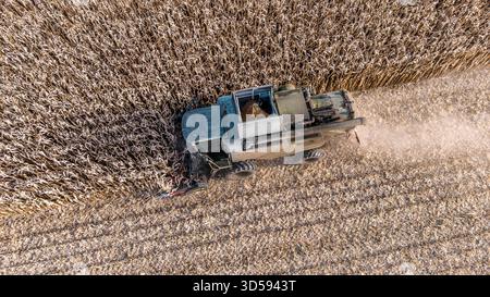 14.11.2025, Neukirchen an der Enknach, AUT, Unterwegs in Oberösterreich, Symbolbild, Themenbild, Verschiedene Themenbilder, mais, Ernte, Mähdrescher, im Bild Das Bild zeigt eine Vogelperspektive auf eine landwirtschaftliche Szene während der Maisernte. In der Mitte des Bildes ist eine Erntemaschine zu sehen, die durch ein Feld mit vertrockneten Maispflanzen fährt. Die Maschine ist mit einer großen Ladefläche ausgestattet, die zum Sammeln der Ernte dient. UM die Maschine herum sind die Reihen der Maispflanzen deutlich sichtbar, die Bereits geerntet wurden. Der Boden ist staubig, était darauf Hind Banque D'Images