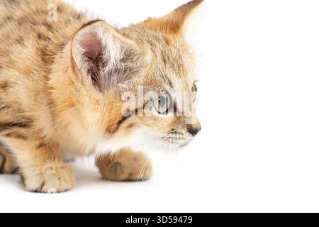 Gros plan d'un chaton chat de sable observant quelque chose hors caméra, isolé sur blanc Banque D'Images