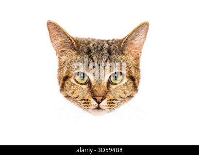 Portrait d'un chat européen regardant intensément sur fond blanc Banque D'Images