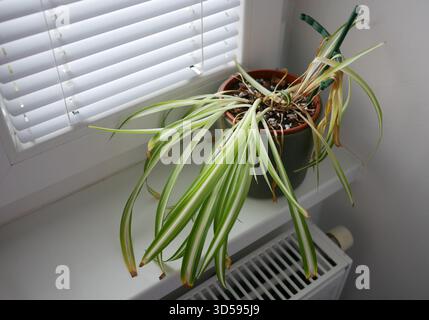 Plante d'araignée Chlorophytum d'intérieur fanée avec des feuilles sèches et jaunes dans un pot. Concept d'arrosage, de soin des plantes, de problèmes de jardinage et de maladies des plantes d'intérieur Banque D'Images