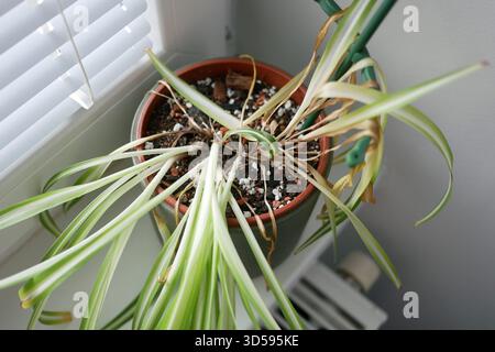 Plante d'araignée Chlorophytum d'intérieur fanée avec des feuilles sèches et jaunes dans un pot. Concept d'arrosage, de soin des plantes, de problèmes de jardinage et de maladies des plantes d'intérieur Banque D'Images